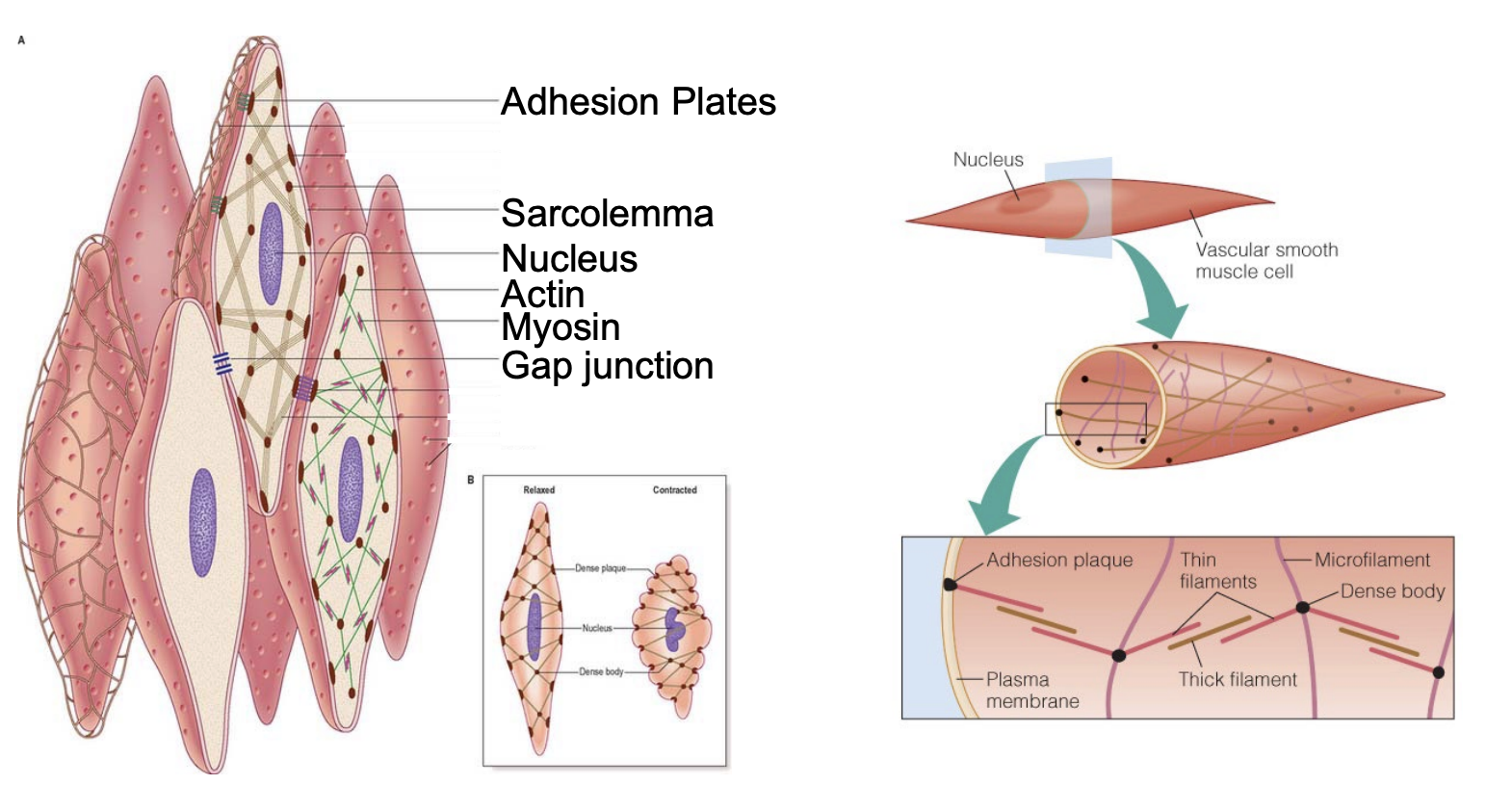 <ul><li><p>Present in cardiovascular system, but not herat - arteries, veins; gut</p></li><li><p><span style="color: red;"><strong>Adhesion plates</strong></span> allow them to connect together</p><ul><li><p><span style="color: rgb(119, 0, 158);"><strong>Myosin/Actin</strong></span> pull on the Adhesion plates on all directions = no pattern</p><ul><li><p>Means that cell can <u>contract in multiple directions</u> at same time</p></li></ul></li></ul></li></ul><ul><li><p>Ex: Allows stomach to get smaller to contract, get smaller, and mechanically grind up food</p></li><li><p>Ex: Small intestine can move digested food throughout itself</p></li></ul><ul><li><p>Mono-nucleated</p></li><li><p><strong>Sometimes have gap junctions</strong></p></li></ul><p></p>