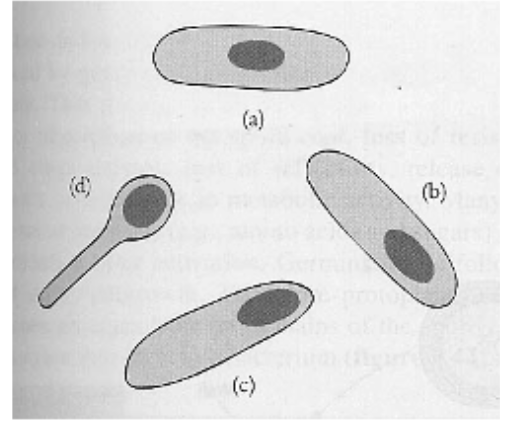 <p>what is the position of endospore c</p>