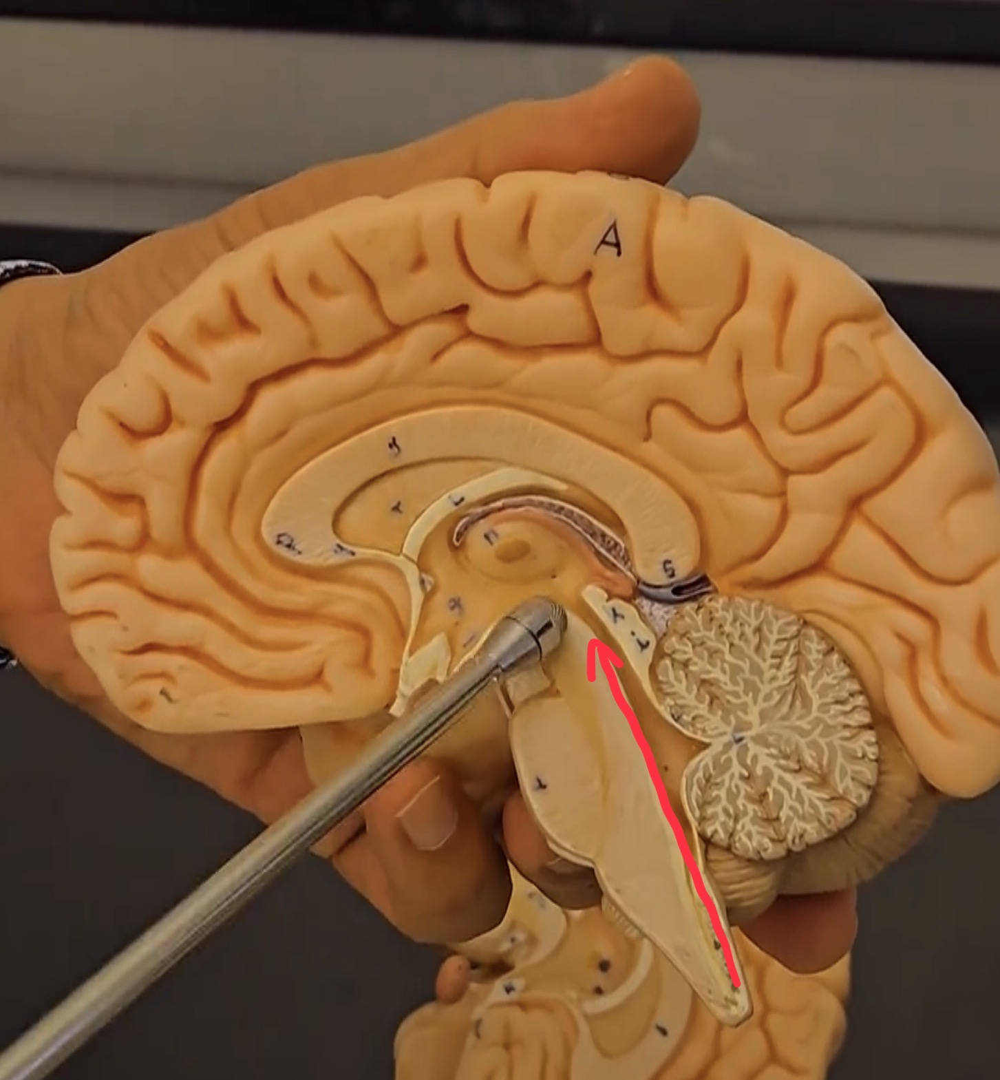 <p>Brainstem.</p>
