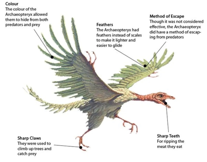 <ul><li><p>Some fossils are transitional forms i.e. they show characteristics of two different groups</p></li><li><p>e.g. Archaeopteryx is a transitional form that shows the missing link from reptiles to birds.</p></li></ul><p></p>