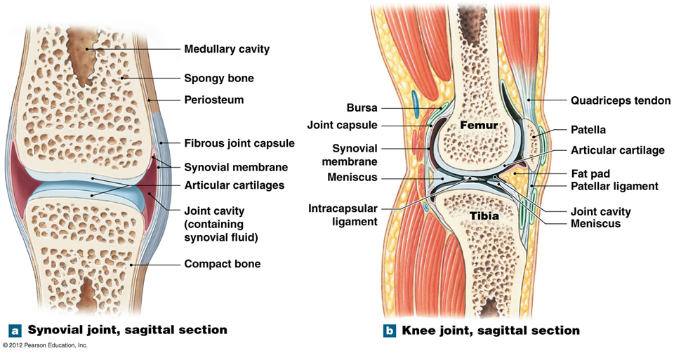 <p>Accessory ligaments</p>