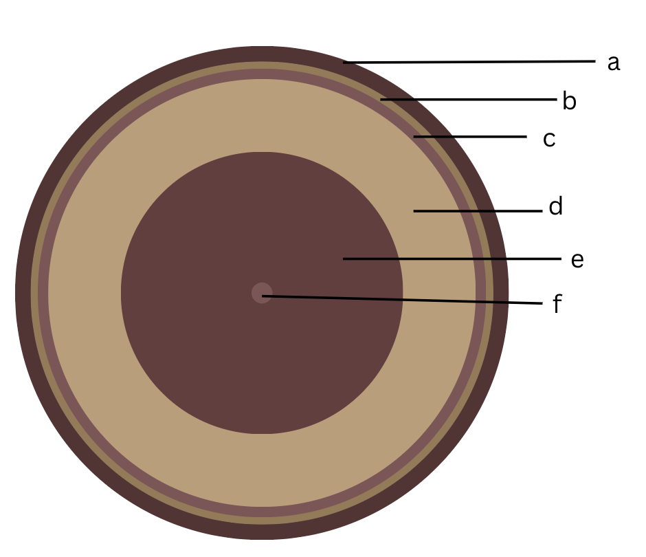 <p>What layer is the heartwood and what is its function?</p>