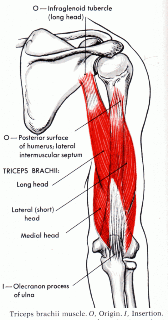 <p>Triceps brachii (LH)</p>