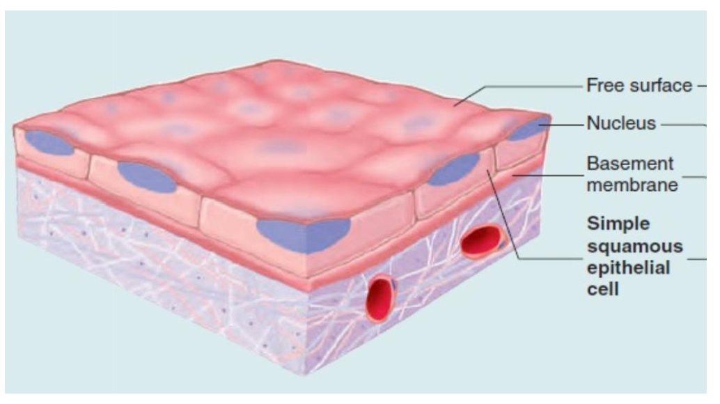 <p>Single layer of flat, thin cells</p><p>Allows for rapid, efficient</p><p>movement of substances by</p><p>diffusion</p>