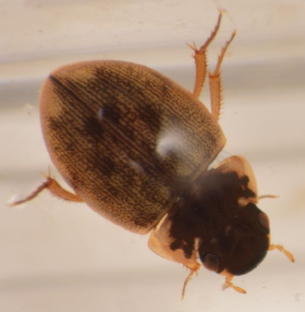 <p>Without streamlined, swimming legs (i.e. legs look like those of terrestrial beetles) - so swimming appears active but inefficient; hold head up to surface when taking on air</p>