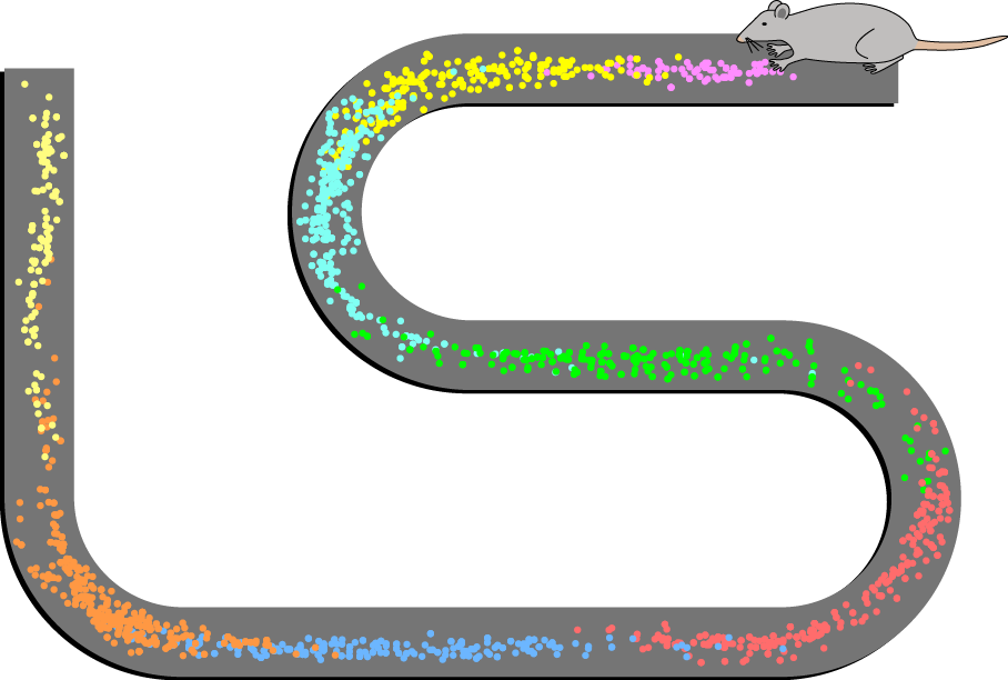 <p><strong>Neurons </strong>in the hippocampus that <u><mark data-color="red" style="background-color: red; color: inherit;">become active when an individual is in a particular location.</mark></u></p>