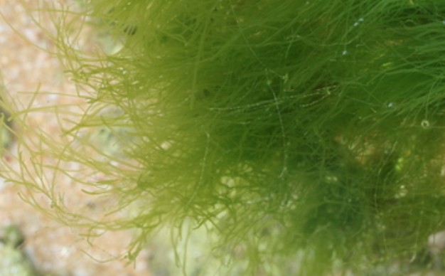 <p>Commonly known as green algae, sea lettuce, or grass kelp. It is typically a marine species.</p><p>A green macroalgae. It is opportunistic and blooms when high nitrate loads mix with high water temps and higher salinity.</p>
