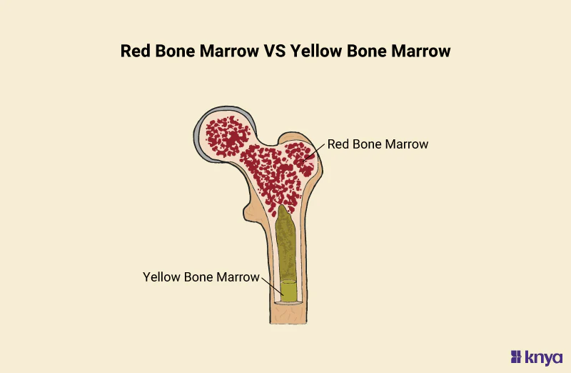<p>yellow bone marrow</p>