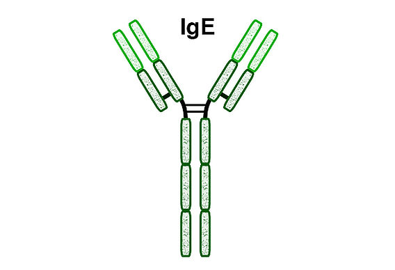 <p>allergies, a monomer, on mast cells and basophils bc it deals with histamine</p>