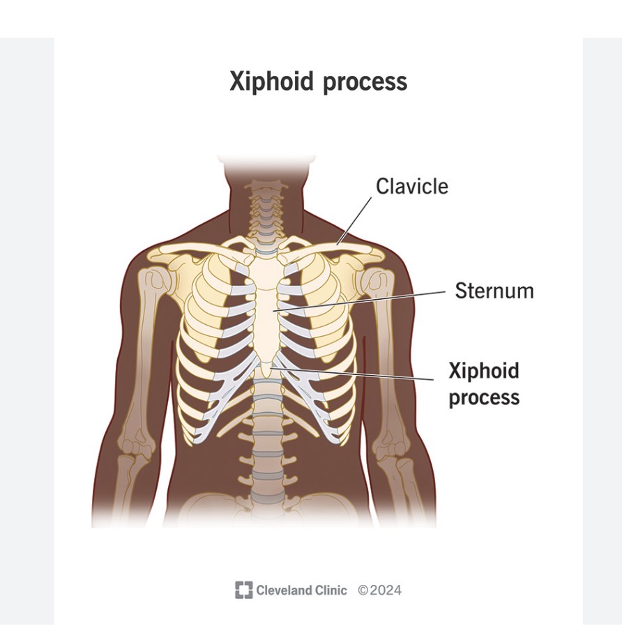 <ol><li><p>breastbone</p></li><li><p>cartilaginous extension of lower sternum</p></li></ol><p></p>