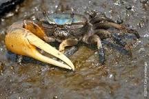 <p>What is the scientific name of the Mud Fiddler Crab?</p>
