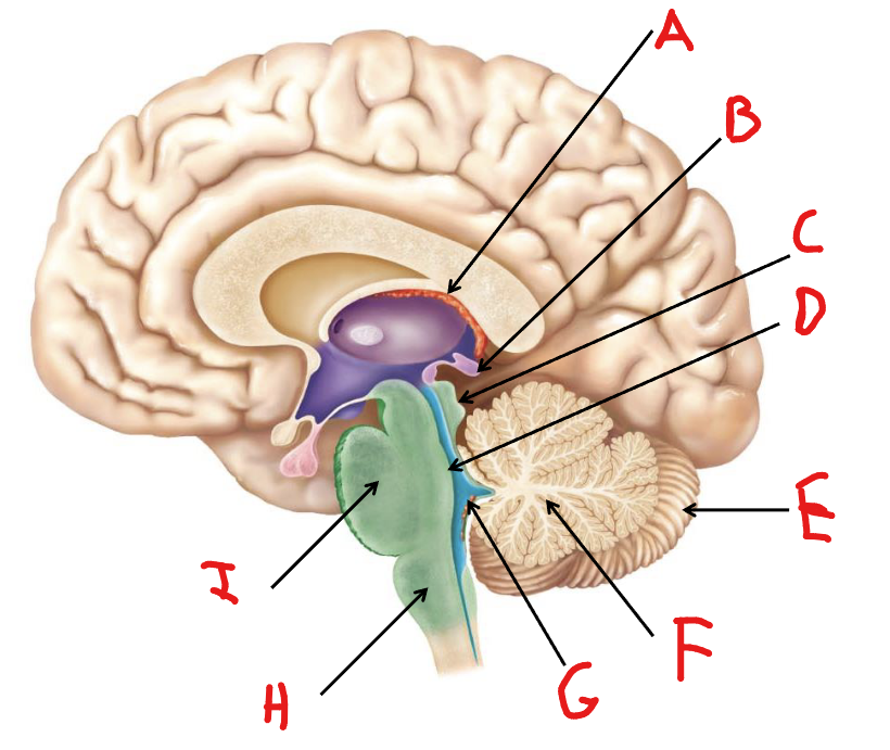 <p>Label G</p>