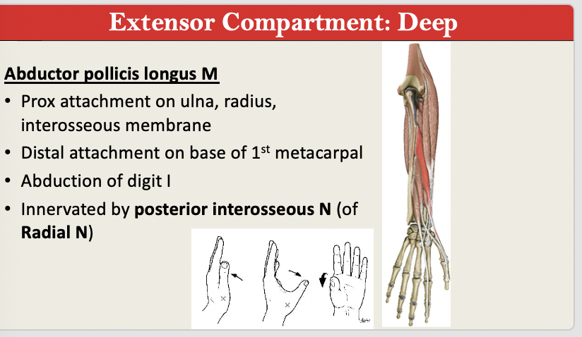 <p>M: Abduction D1<br>N: POSTERIOR INTEROSSEOUS (Radial N) <br>PA: Ulna, Radius, Interosseous Membrane<br>PD: Base of MC1<br>G: Extensor Deep</p>