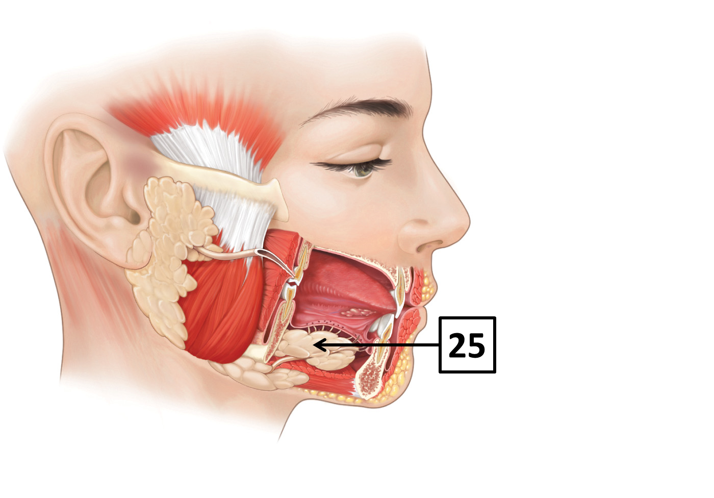 <p>Identify name and function </p>