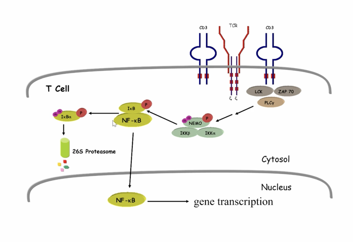 <p>NF-κB is bound to an iκB inhibitor, when iκB  is phosphorylated it becomes ubiquinitized and degreades allowing the NF-κB to move into the cell and result in gene transcription<br><br>how is it regulated? NEGATIVE feedback loop: newly synthesized IκB inhibits NF-κB and returns it to the cytoplasm</p>