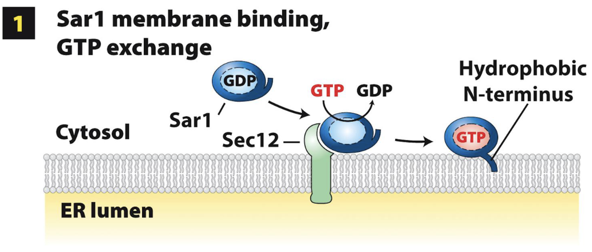 <ol><li><p>The soluble COPII component Sar1 (GTPase) is recruited from the cytoplasm to the ERES membrane (future site of vesicle budding) via binding to Sec12</p></li><li><p>Sar1 binding to GTP (Sar1-GTP) causes a conformational change – exposes the Sar1 hydrophobic N-terminus (serves as ERES membrane anchor)</p></li><li><p>Sar1-GTP integrated into cytoplasmic-facing leaflet of ERES membrane bilayer</p></li></ol><p></p>