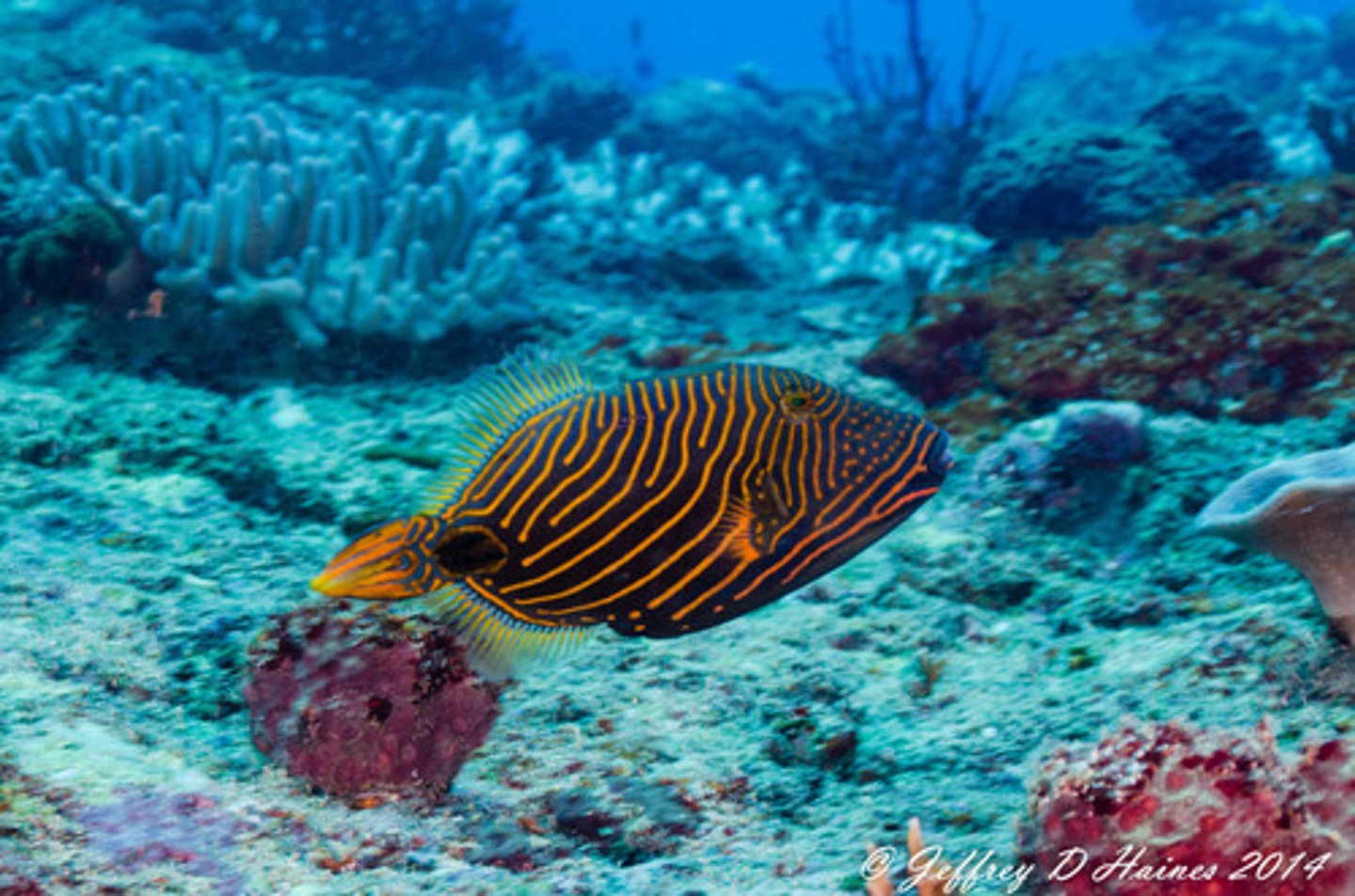 <p>Balistapus undulatus</p>
