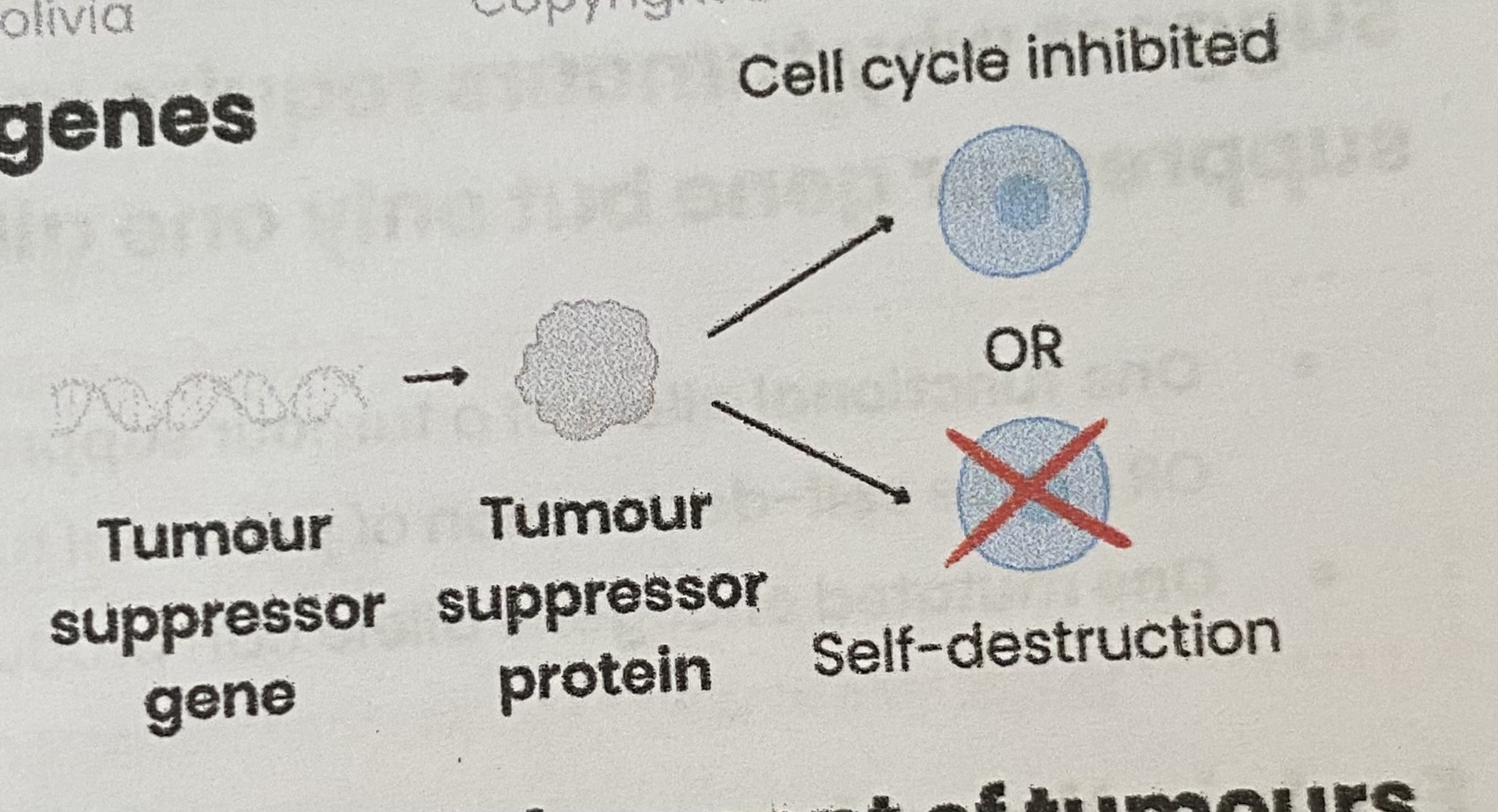 <p>Code for <strong>proteins</strong> that:</p><ul><li><p><strong>Inhibit/ slow</strong> cell cycle (e.g. if DNA damage detected)</p></li><li><p>OR cause <strong>self-destruction</strong> (apoptosis) of potential tumour cells (e.g. if damaged DNA can’t be repaired)</p></li></ul><p></p>