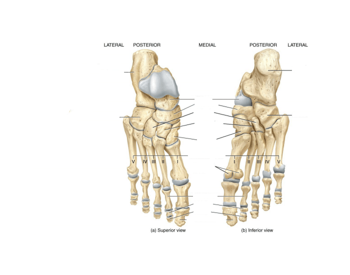 <p>label the parts of the foot</p><ul><li><p>talus: trochlea and head</p></li><li><p>navicular</p></li><li><p>calcaneus: calcaneal tuberosity and sustentaculum tali</p></li><li><p>cuboid</p></li><li><p>cuneiforms: medial, intermediate, and lateral</p></li><li><p>metatarsals (1-5): base shaft and head</p></li><li><p>phalanges (1-5): proximal, intermediate, and distal; base shaft and head</p></li></ul><p></p>
