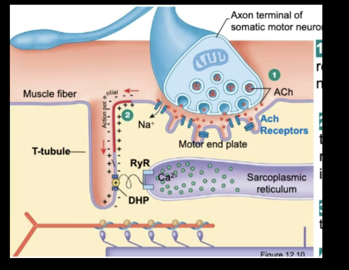 <p>Initiation of Muscle AP</p><ol><li><p>motor neuron releases ___ at the neuromusular junction (the presynaptic cell releases NT into the synaptic cleft)</p></li><li><p>NT is going to cross the synaptic cleft and bind to receptors on the post synaptic celll - in this case we refer to it as a the motor end plate</p></li><li><p>ACh is always ____ so when they bind - Na+ will flow in - ____ - initiate muscle AP</p></li><li><p>The AP ( or depolarization) will travel down the tubule and open DHP channel which is a VG calcium channel - lets Ca2+ in</p></li><li><p>DHP channel is physically linked to the RyR channel (mechanically gated Ca2+ channel on the SR)</p></li><li><p>When DHP open, the RyR opens and Ca2+ flows ____ the SR and bind to ____</p></li></ol><p>Relaxation Phase : Clearing Ca2+</p><ol start="7"><li><p>the Sarcoplasmic Ca2+ pump uses ATP to pump Ca2+ back into the SR</p></li><li><p>____ in free cytosolic [CA2+] causes Ca2+ to unbind from troponin</p></li><li><p>tropomyosin recovers binding site. when myosin head releases, elastic elements pull filaments back to their replaced position</p></li></ol><p></p>