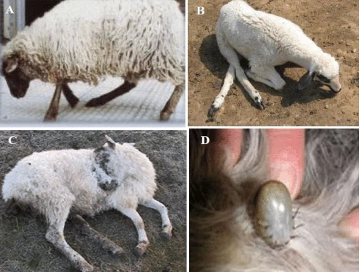 <ul><li><p><u>Transmitted by</u>: Ixodes ricinus ticks</p></li><li><p><u>Infects</u>: Sheep and red grouse</p></li><li><p><u>Symptoms</u>: Fever, depression, neurological signs, “________ gait” in sheep, &amp; death</p></li><li><p>Vector-borne, zoonotic disease that is continuing to expand due to global warming </p></li></ul><p></p>