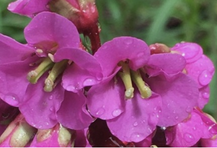 <p>Saxifragaceae</p>