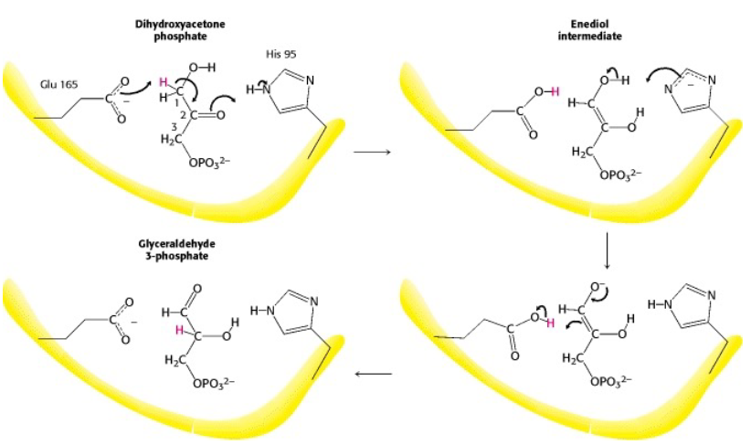 <p>enediol intermediate</p><p>10^8 kcat/Km- near perfect</p>