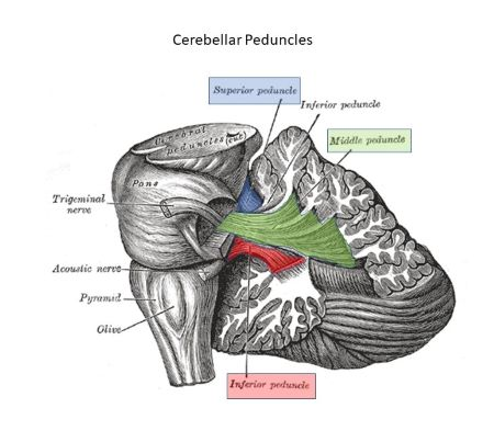 <ul><li><p>Witte stof, baan</p></li><li><p>Verbinding pons-cerebellum</p></li></ul><p></p>