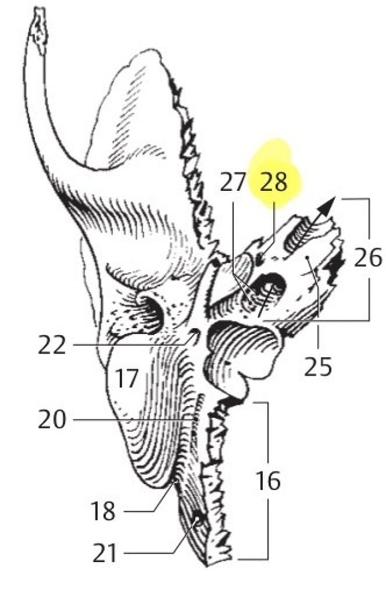 <p>enerzijds en meer lateraal en dorsaal (doch in dezelfde richting) de canalis musculotubarius.</p>