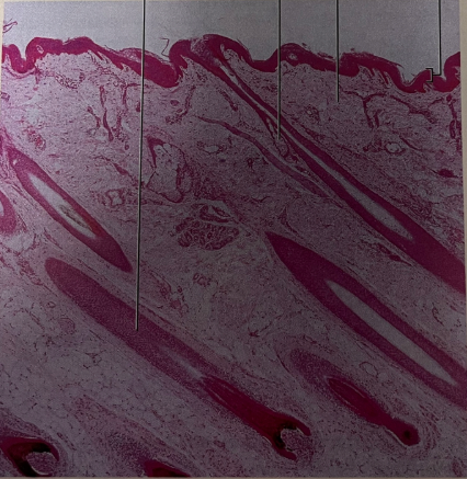 <p>what type of tissue is this</p>