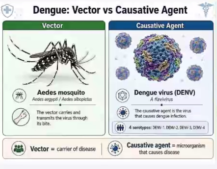 <p>ANSWER: C. Vector-borne</p><p>Droplet - pneumonia</p><p>Indirect - scabies</p><p>Fomite - contaminated object</p><p>Mode of transmission: Mosquito Bite</p><p>(Aedes Aegypti - female)</p><p>Vector = carrier of the disease</p><p>Causative Agent: Dengue Virus (DENV)</p><p>- DENV 1, 2, 3, 4</p>
