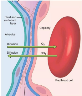 <p>Quais as estruturas da membrana respiratória em sequencia, a começar pelo interior do alvéolo?</p>