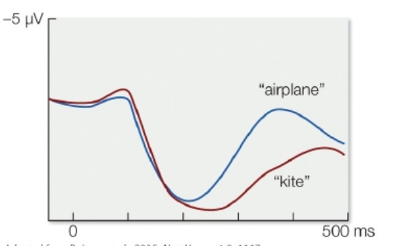 <p><span>The figure represents the N400 values for the sentence </span><em>The day was breezy so the boy went outside to fly… </em><span>when subjects heard either </span><em>airplane</em><span> or </span><em>kite</em><span> as the final word. What can be inferred from the graph?</span></p>