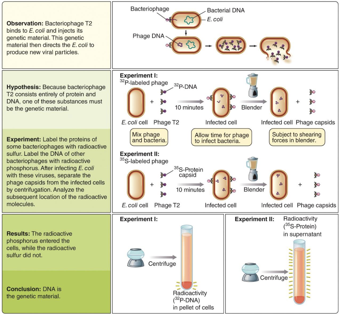 <ul><li><p>The Hershey‒Chase experiment: Radioactive labelling</p></li></ul><p><u>Image</u></p><ul><li><p>Tested whether DNA or protein is genetic material using Bacteriophage T2 infecting Escherichia coli.</p></li><li><p>Labeled DNA with radioactive phosphorus (³²P) and protein with radioactive sulfur (³⁵S).</p></li><li><p>After infection, used a blender and centrifuge to separate phage coats from bacteria.</p></li><li><p>³²P (DNA) entered the cells, while ³⁵S (protein) stayed outside.</p></li><li><p>Conclusion: DNA is the genetic material.</p></li></ul><p></p>
