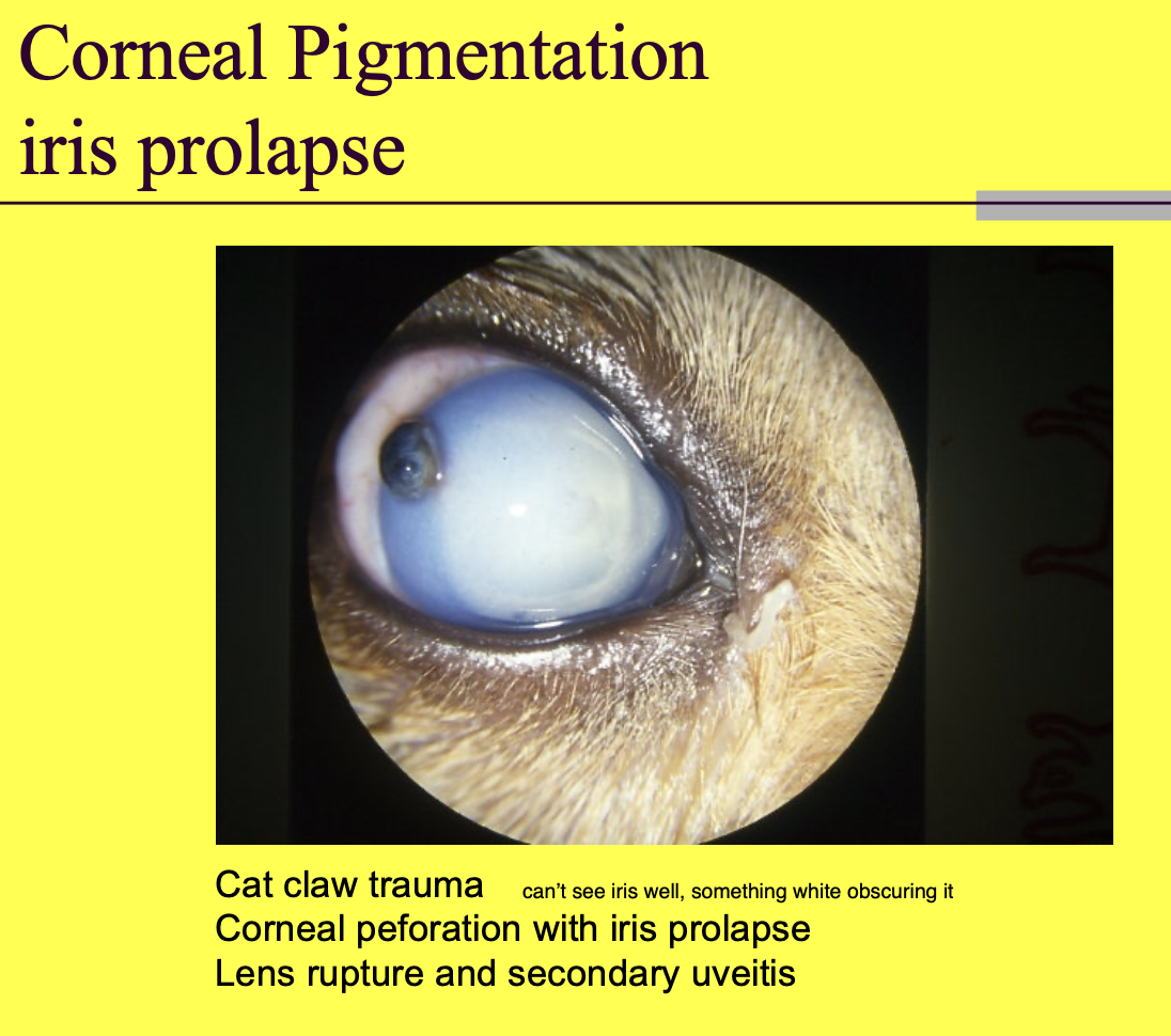 <p>cat claw trauma</p><p>corneal perforation with iris prolapse</p><p>lens rupture and secondary uveitis </p>