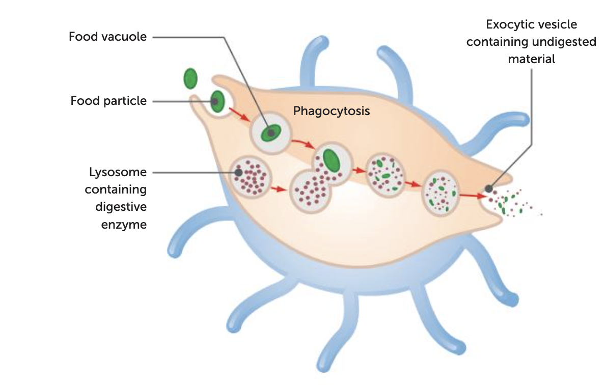 <p><span style="color: green;"><strong> Lysosomes function </strong></span></p>