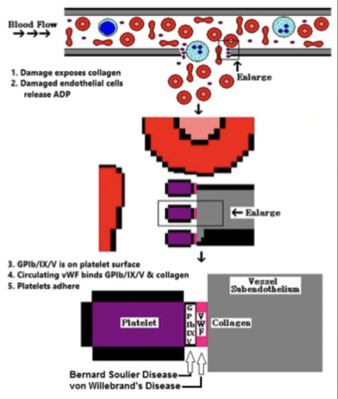 <p>platelets binding to damaged subendothelium. synthesis of TXA<sub>2</sub> on DTS. activation of microtubules & microfilaments: plts change shape. </p><p>vWF functions in all vessels (arteries). plts bind collagen via GPIa/IIa & GPVI. plts bind a few hours, release, repeat. plts secrete FGF & PDGF to stimulate fibroblasts & endothelial cell growth</p>