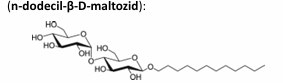 <ul><li><p>najpogosteje DDM (n-dodecil-beta-D-maltozid) - za proteine s TM alfa heliksi</p></li><li><p>ekstrakcija je učinkovita če je [detergent]>CMC - 2x ponavadi (CMC je critical micelle concentration- minimum koncentracija lipida da se molekule v tekočini oblikujejo v micele)</p></li><li><p>če je detergenta veliko več kot je CMC, pride do destabilizacije strukture, če ga je manj, je slaba ekstrakcija</p></li></ul><p></p>