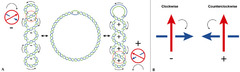 <p>Wrapping of DNA on itself toward telomeres during replication. Creates tension via positive supercoils.</p>