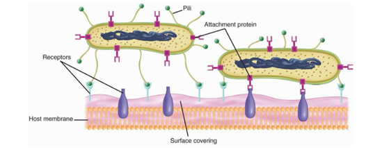<p>Es importante que:</p><ul><li><p>Se puedan adherir porque les va a permitir entrar en contacto con los receptores de las mucosas o céluals a infectar</p></li><li><p>Pueden adherirse por fimbrias o pilis o mediante LPS </p></li></ul><p></p>