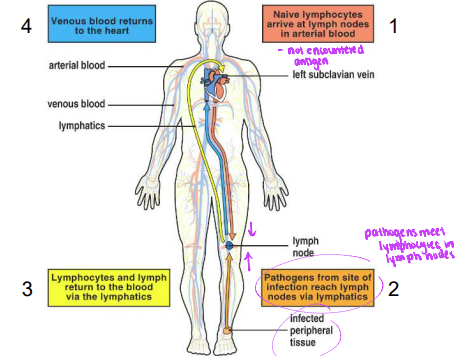 <p>Lymphatics originate in ——- tissues and collect fluid from ——- space that leaks from blood vessels. They then return the fluid to venous circulation via the —— duct to the ——- vein in the neck.</p>
