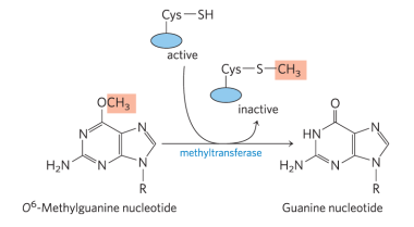 <p>O6-methylguanine-DNA methyltransferase (MGMT) catalyzes the transfer of the methyl group on O6-methylguanine to one of its own Cys residues (single methyl transfer event). While the chemistry of the guanine residue is restored, MGMT is not regenerated, thus it is termed a “suicide enzyme.” This type of repair is very expensive by cellular energetic measurements bc protein synthesis isn’t cheap. </p>