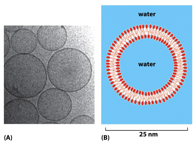 <p>synthetic circular phospholipids without proteins</p>