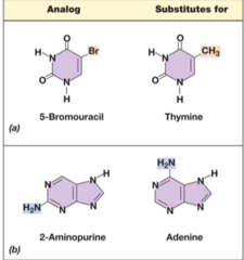<p>Molecules that are structurally similar to the nitrogenous bases in DNA and RNA which, due to the similarity, can be incorporated into nucleic acids. Their presence can increase the incidence of mutation.</p>