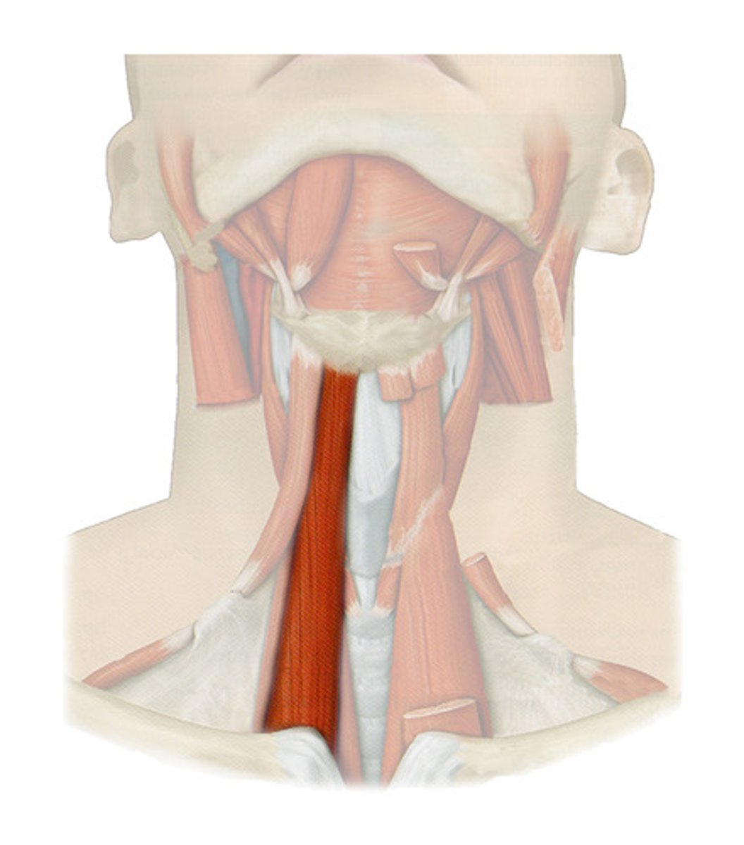 <p>Location: Not split, also next to the trachea</p><p>Action: Depresses larynx and hyoid bone</p>