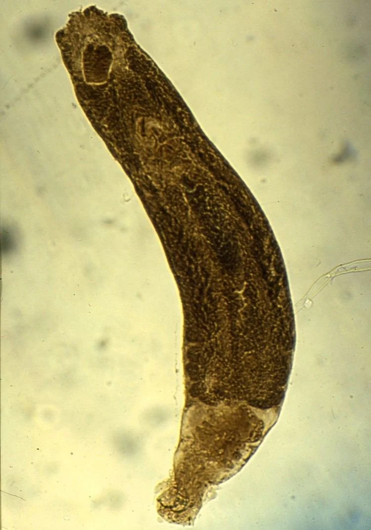 <p>What species is this?</p>