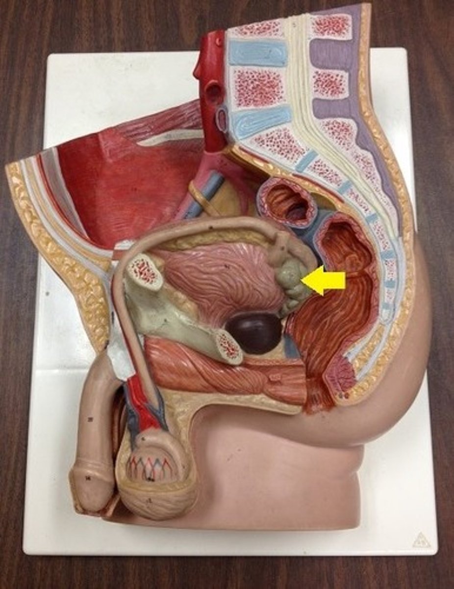 <p>-each of a pair of glands that open into the vas deferens near its junction with the urethra</p><p>-secrete prostaglandins</p>