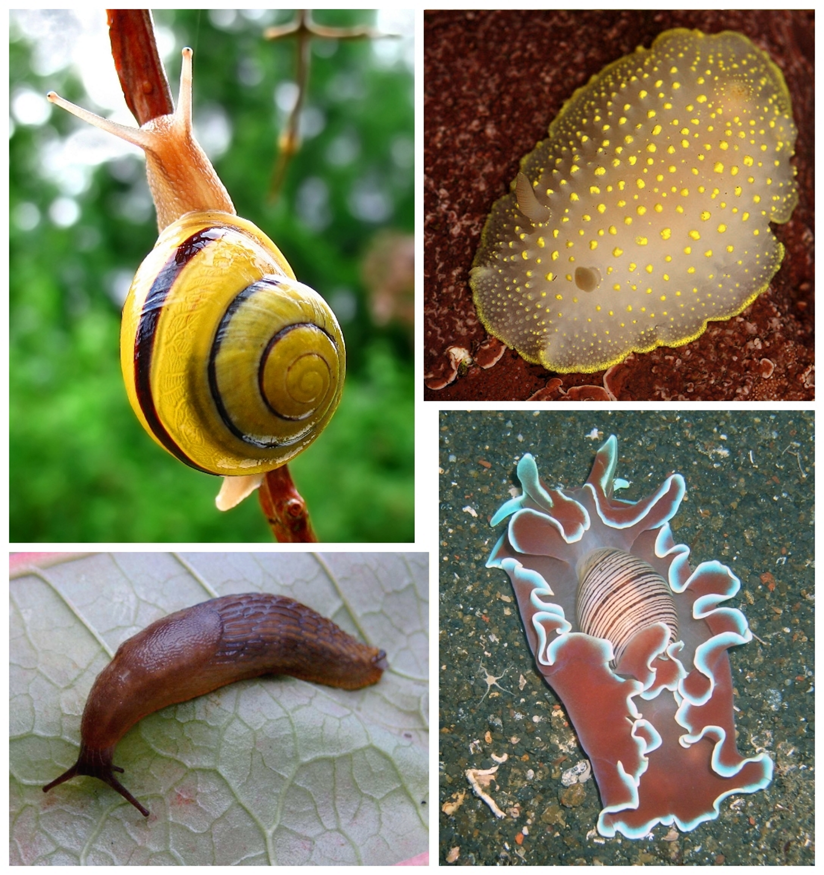 <ul><li><p>mollusc class</p></li><li><p>snails, slugs</p></li><li><p>one shell, often coiled, but may be cap-shaped, reduced or absent</p></li><li><p>distinct head</p></li></ul><p></p>
