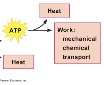 <p>what is work?</p>