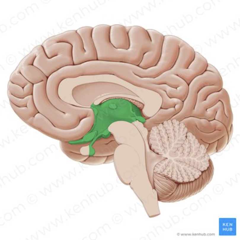 <p>What MAJOR BRAIN REGION contains HYPOTHALAMUS?</p>